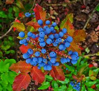Mahonia aquifolium (picture by H Zell)