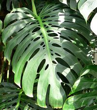monstera deliciosa