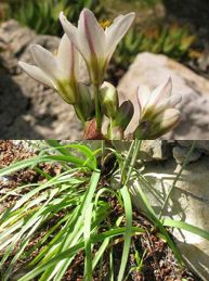 Nothoscordum x borbonicum, picture by Daniela Longo