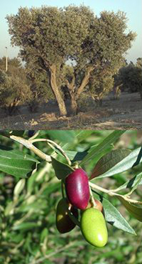 Olive by RNBC and Jannifer of Chez Loulou