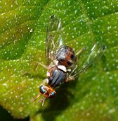 Olive_fly- Alvesgaspar - CC-BY-SA