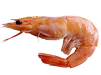 prawn