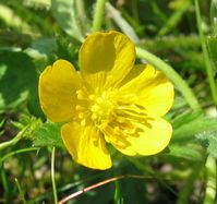 Ranunculus repens Picture by Kristian Peters