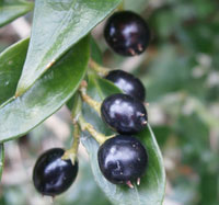 Sarcococca confusa fruits by Meneerke Bloem