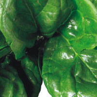 spinach