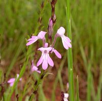 Striga, picture by Marco Schmidt