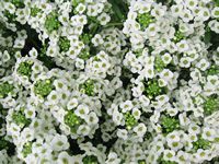 sweet alyssum