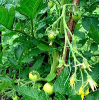 tomato cyme  picture by Karel Jakubec