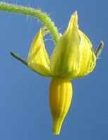 Tomato_flower- Ton Rulkens - CC-BY-SA