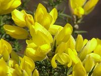Ulex europaeus pictured by Kurt Stüber