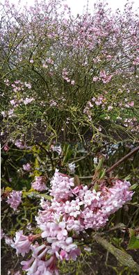 viburnam_bodnantense (both) - Magnus Manske