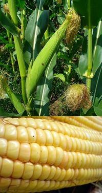 Zea mays