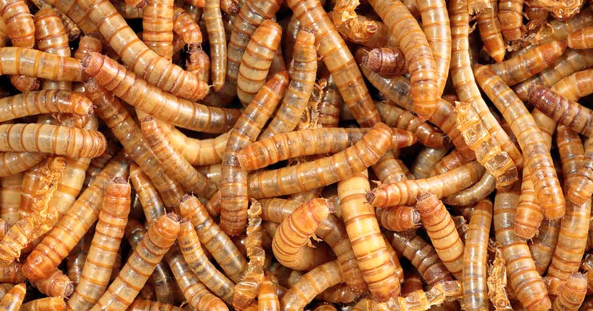 The yellow mealworm gets the green light