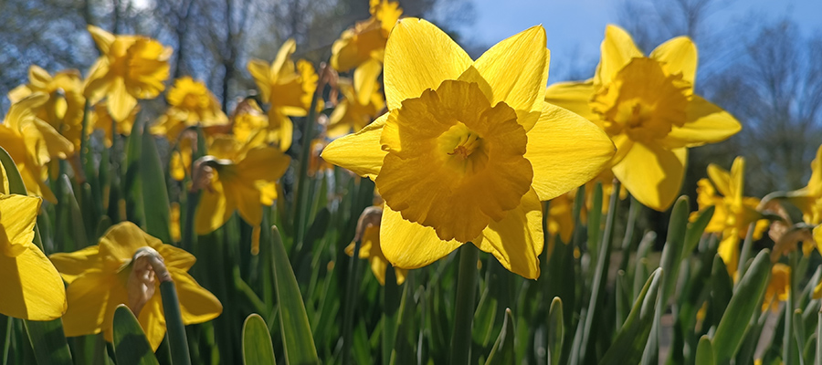 Alzheimer’s drugs made from Welsh daffodils