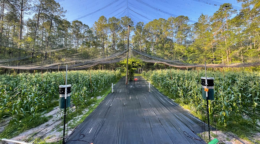 Laser scarecrows set up in experimental flight pen in Gainesville, Florida, US. 