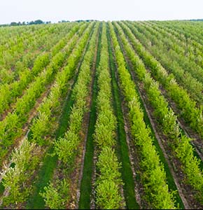 /-/media/images/news/2025/10/vegetablefields_listing.ashx?h=300&w=290&hash=CA29381ED4609134489ED663F7DDA789