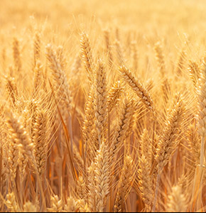 /-/media/images/news/2025/11/wheatfield_listing.ashx?h=300&w=290&hash=A4298B9D020028023A2768F59644C2D9