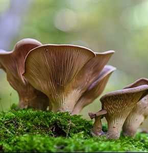 /-/media/images/news/2026/2/mushrooms_listing.ashx?h=300&w=290&hash=053D5EDC0C1E4BA5AEB8C539B44AC4C2