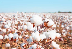 Cotton field cultivation