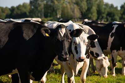 Holstein steers cattle