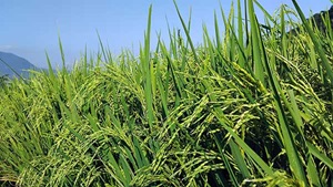 Rice plants harvest