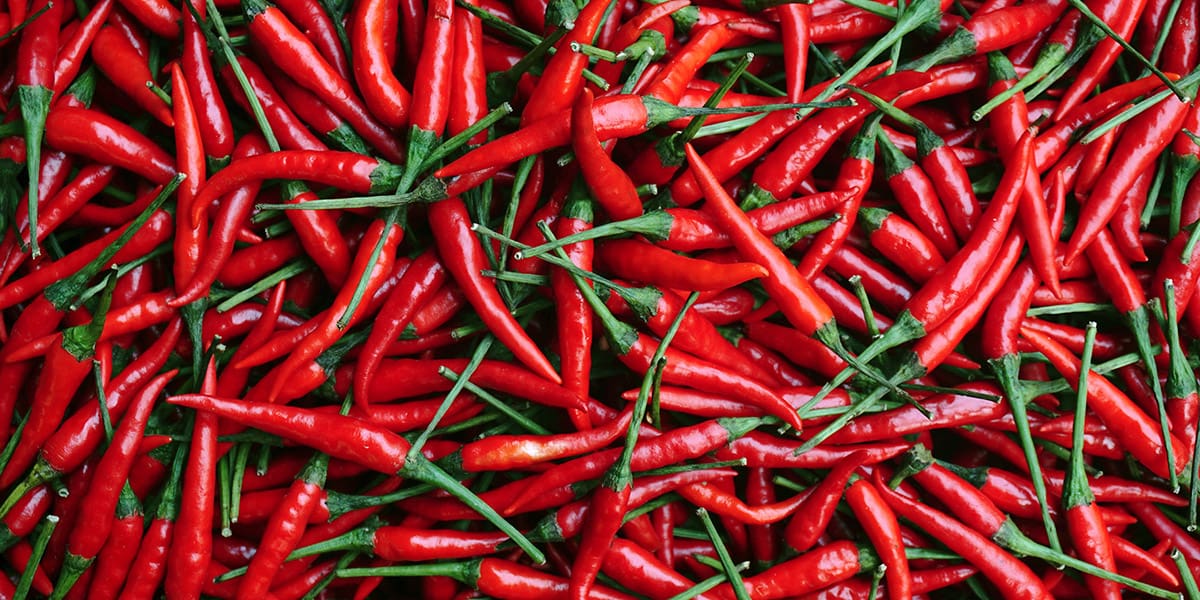 SCIblog - Chilli chemistry: Why are chillis spicy for humans, but