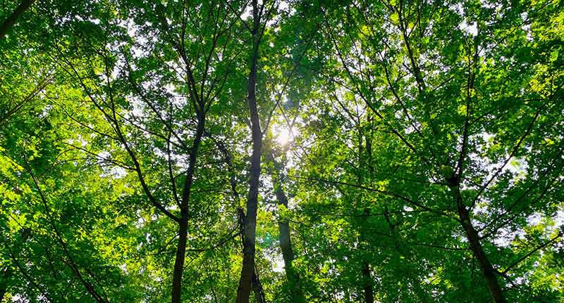 Trees in forest with sunlight shining through